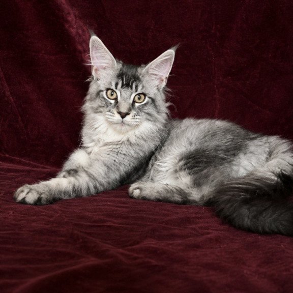 Maine Coon EZ Hailen