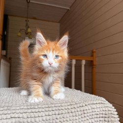 Maine Coon POLIN Aiden