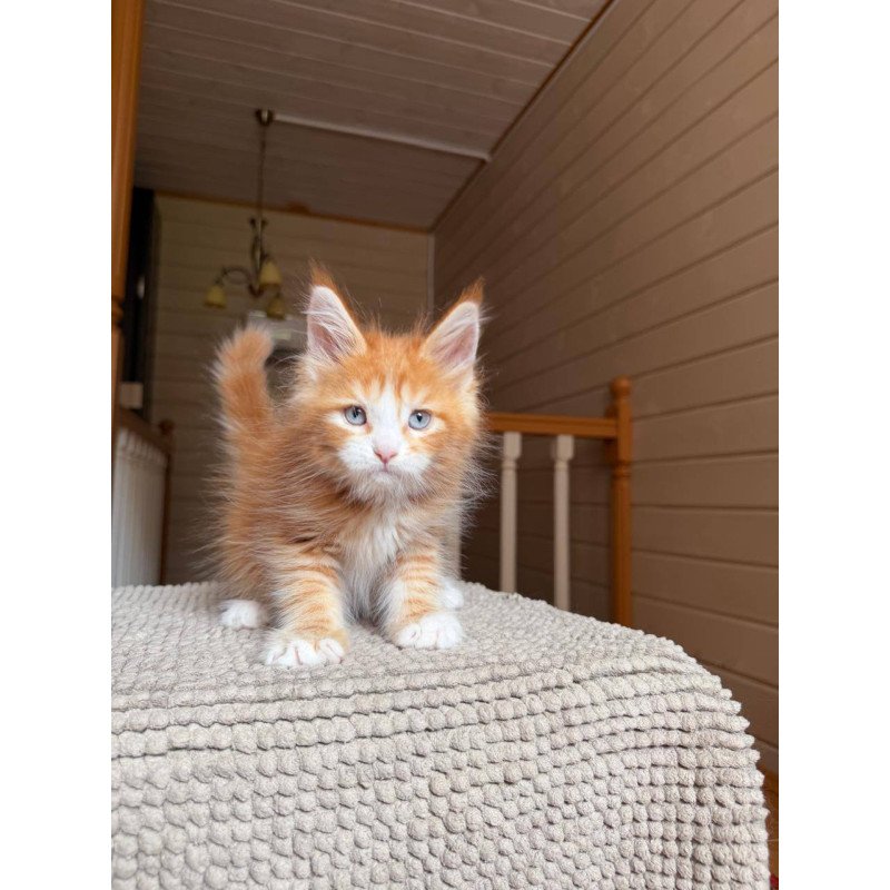 Maine Coon POLIN Aiden