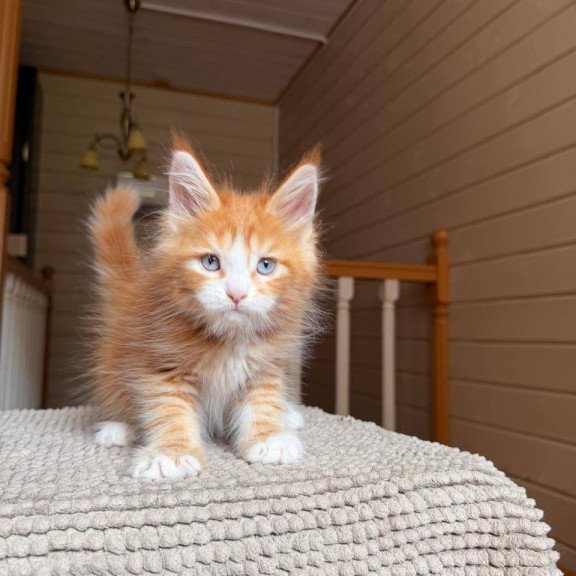Maine Coon POLIN Aiden
