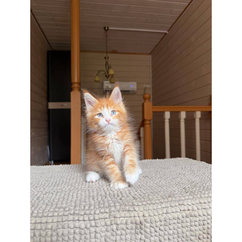 Maine Coon POLIN Aiden