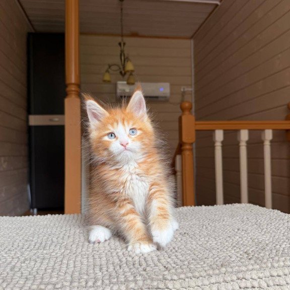 Maine Coon POLIN Aiden