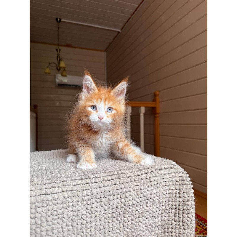 Maine Coon POLIN Aiden