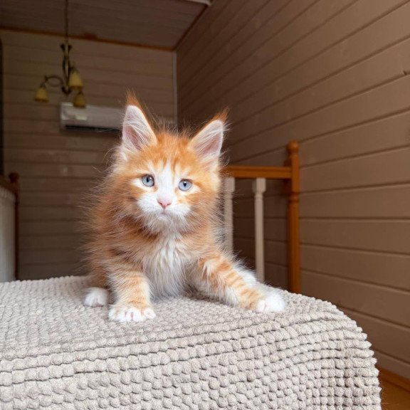 Maine Coon POLIN Aiden