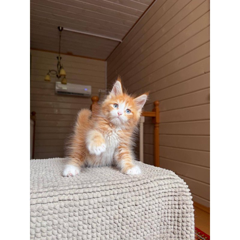 Maine Coon POLIN Aiden
