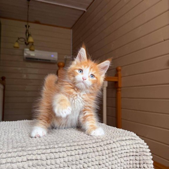 Maine Coon POLIN Aiden