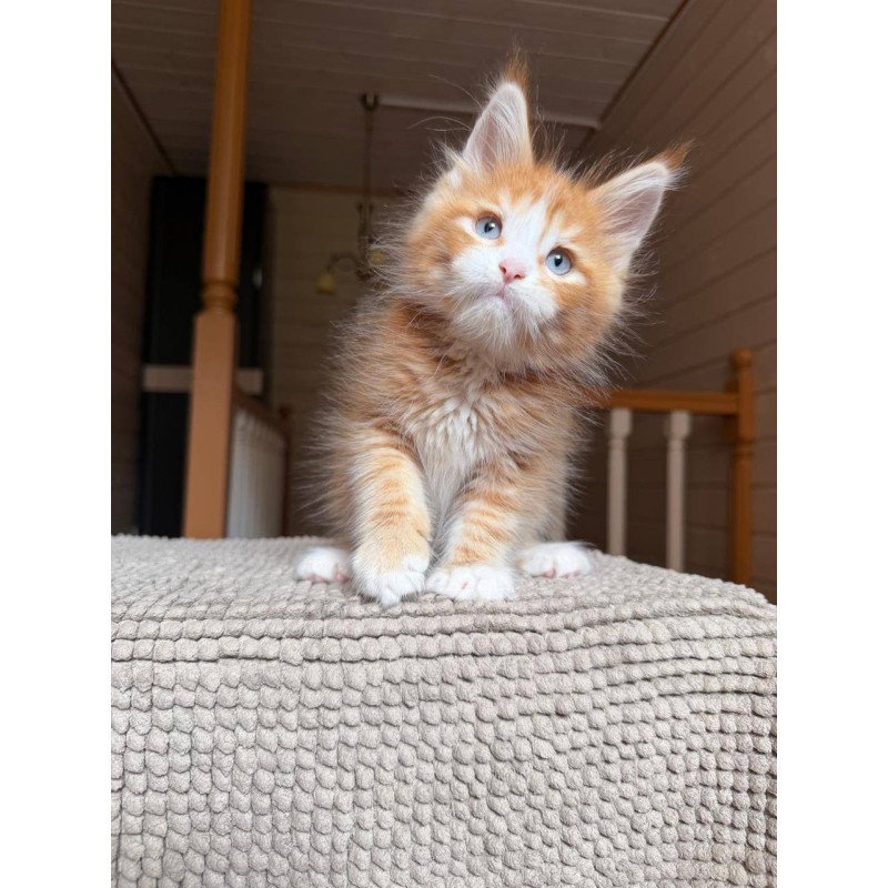 Maine Coon POLIN Aiden
