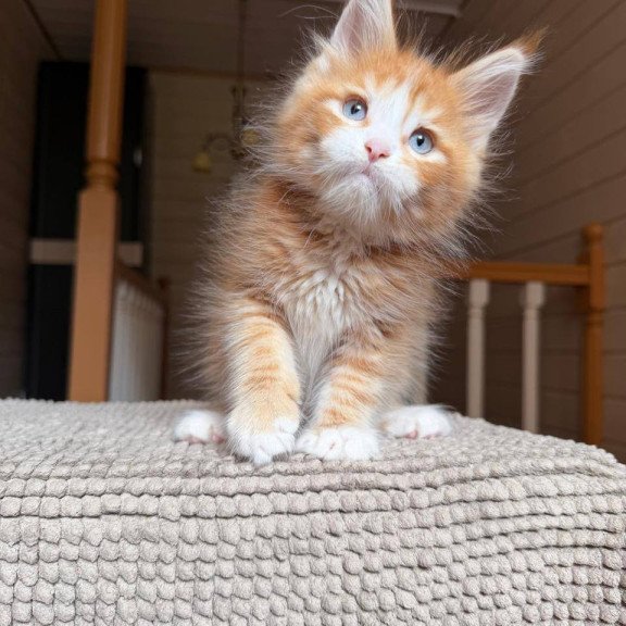 Maine Coon POLIN Aiden