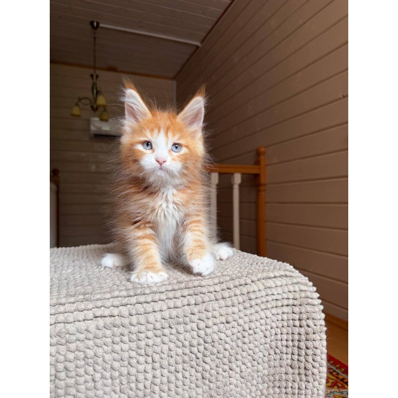 Maine Coon POLIN Aiden