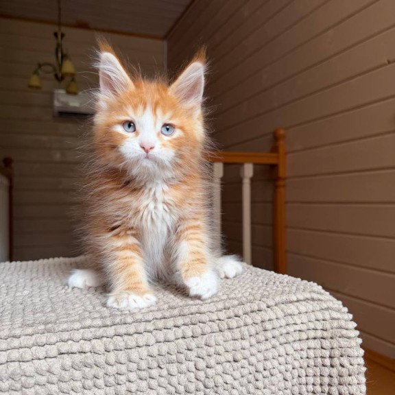 Maine Coon POLIN Aiden