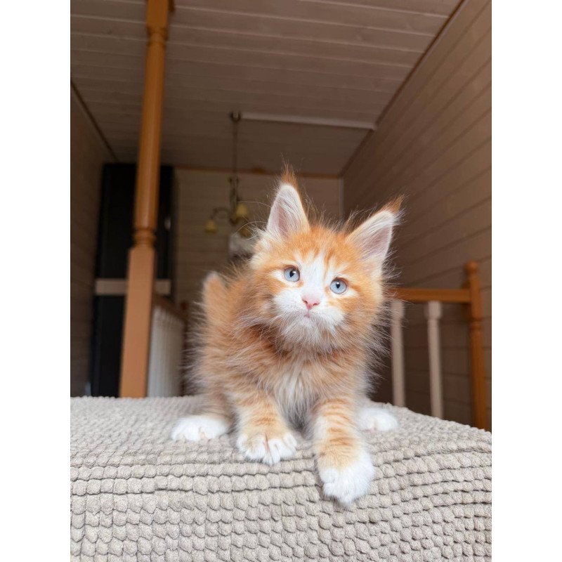 Maine Coon POLIN Aiden