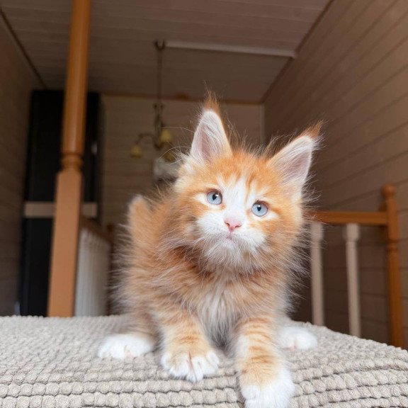 Maine Coon POLIN Aiden