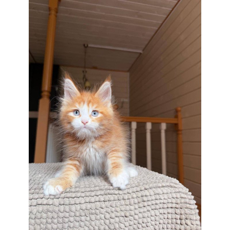 Maine Coon POLIN Aiden