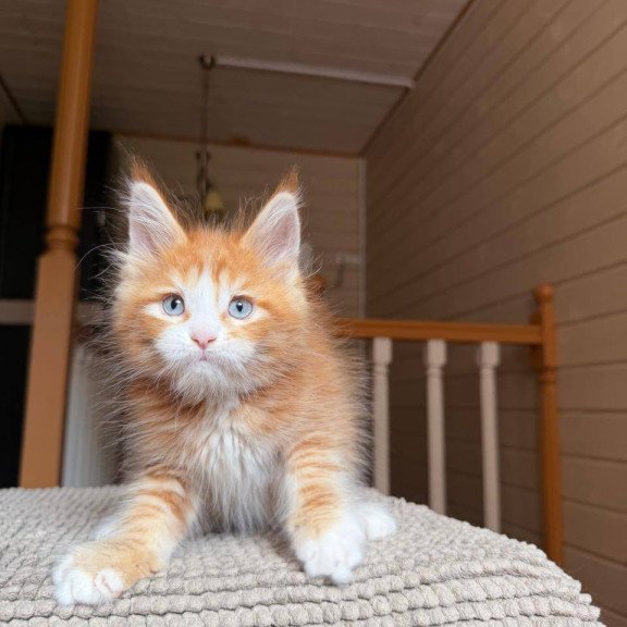 Maine Coon POLIN Aiden