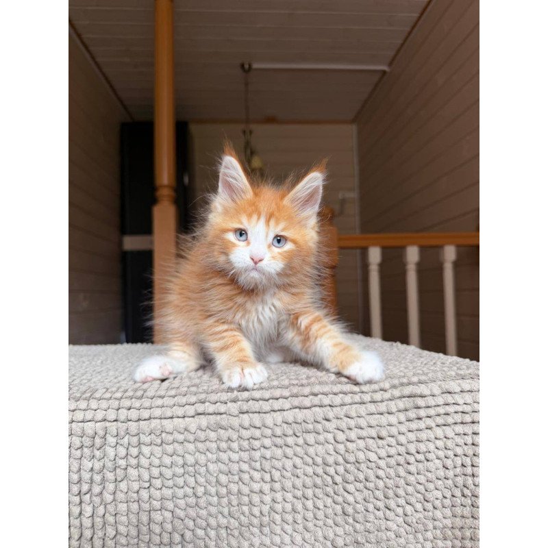 Maine Coon POLIN Aiden