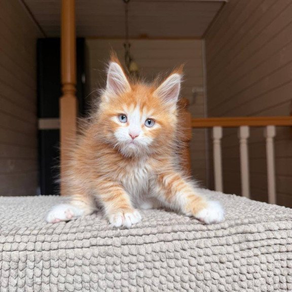 Maine Coon POLIN Aiden