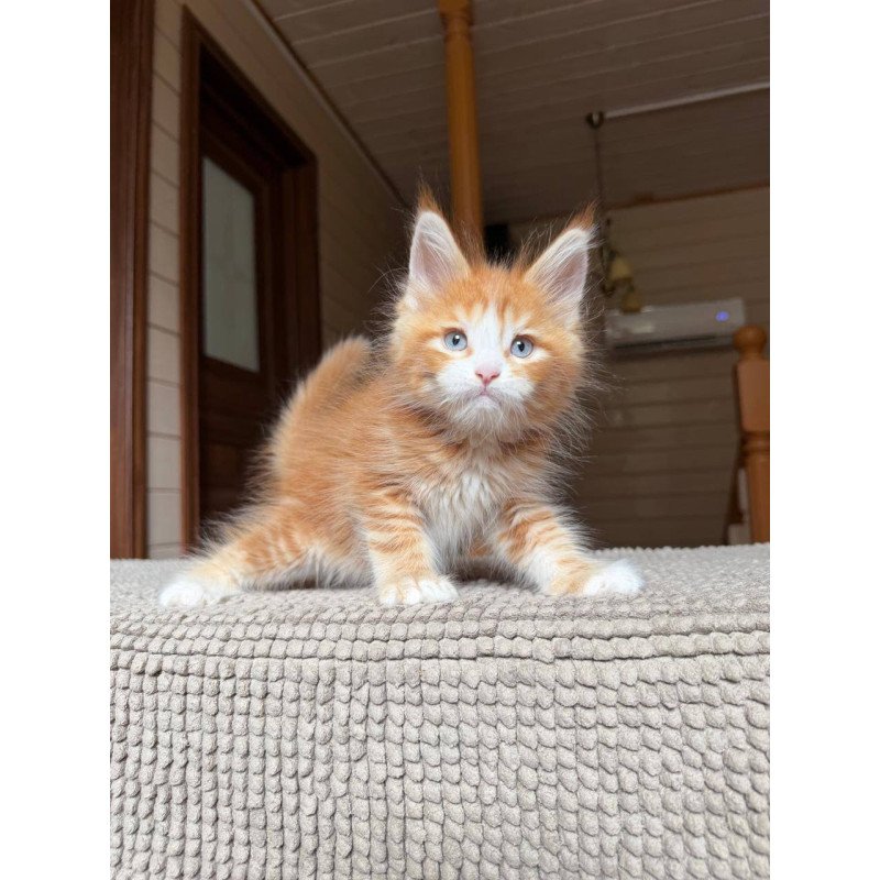 Maine Coon POLIN Aiden