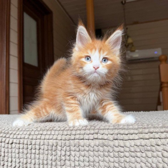 Maine Coon POLIN Aiden