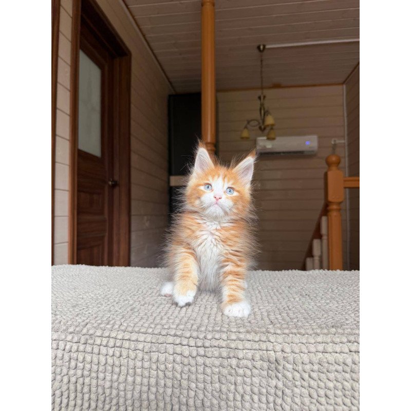 Maine Coon POLIN Aiden