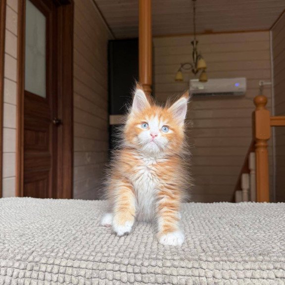 Maine Coon POLIN Aiden
