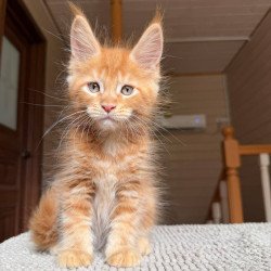 Maine Coon POLIN Alf