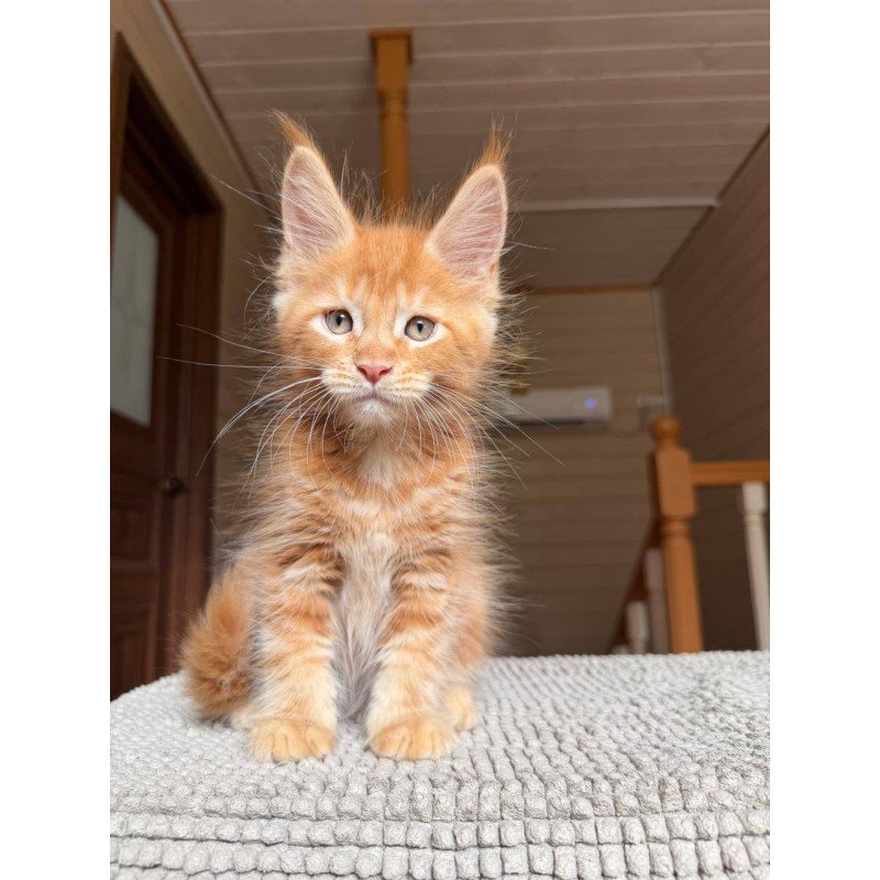 Maine Coon POLIN Alf