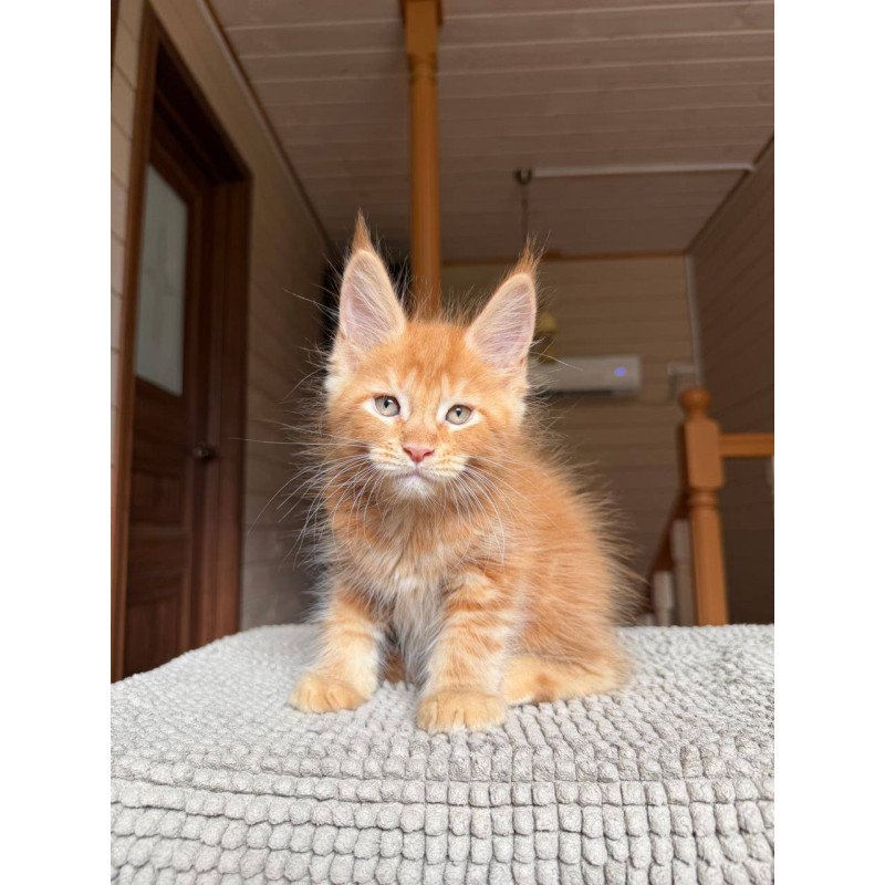 Maine Coon POLIN Alf