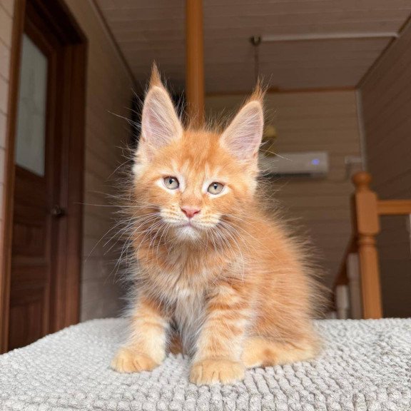 Maine Coon POLIN Alf