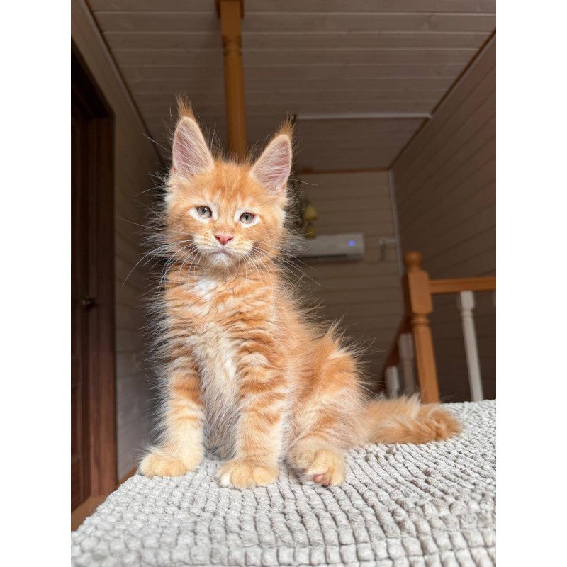 Maine Coon POLIN Alf