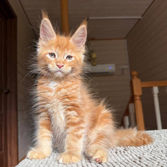Maine Coon POLIN Alf