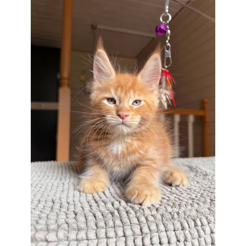 Maine Coon POLIN Alf