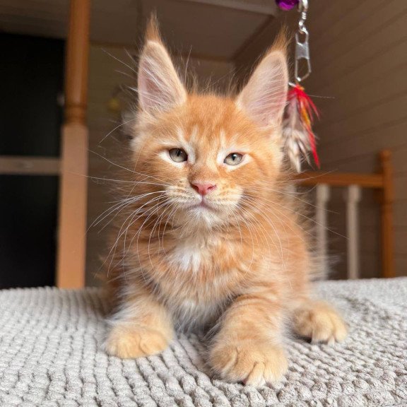 Maine Coon POLIN Alf