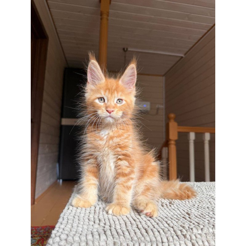 Maine Coon POLIN Alf