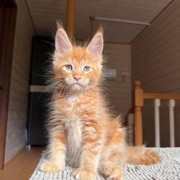Maine Coon POLIN Alf