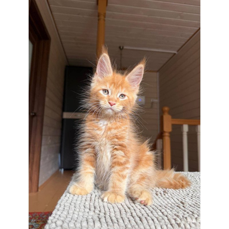 Maine Coon POLIN Alf