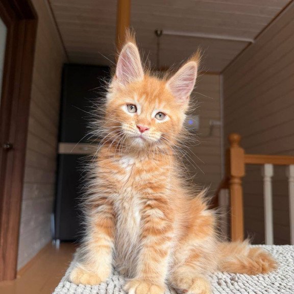 Maine Coon POLIN Alf