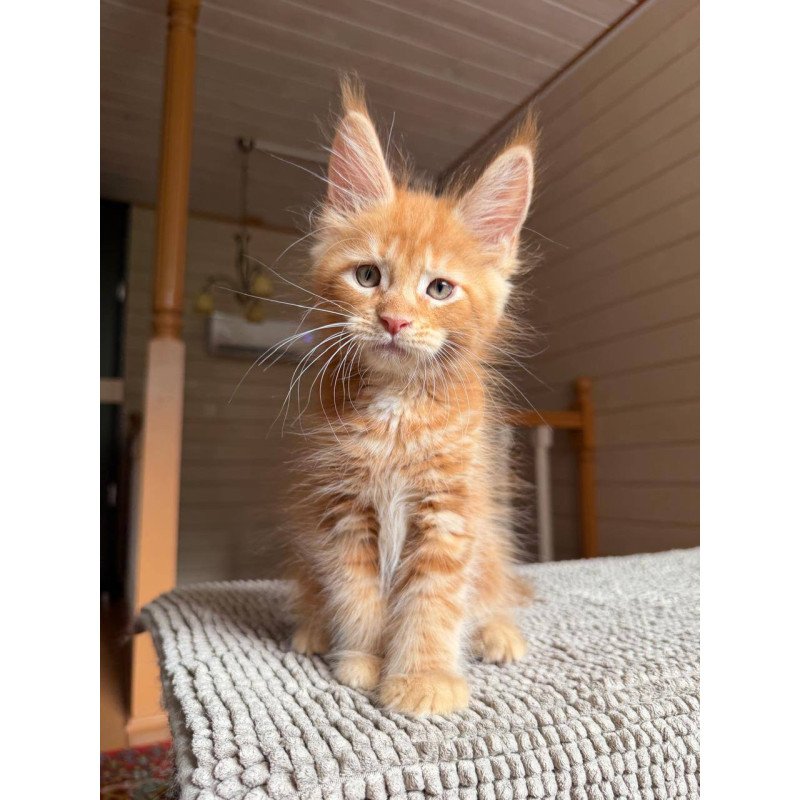 Maine Coon POLIN Alf
