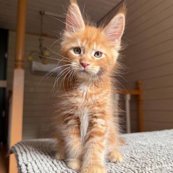 Maine Coon POLIN Alf