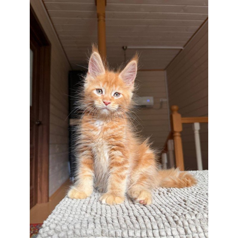 Maine Coon POLIN Alf