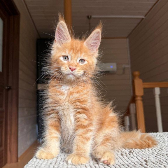 Maine Coon POLIN Alf