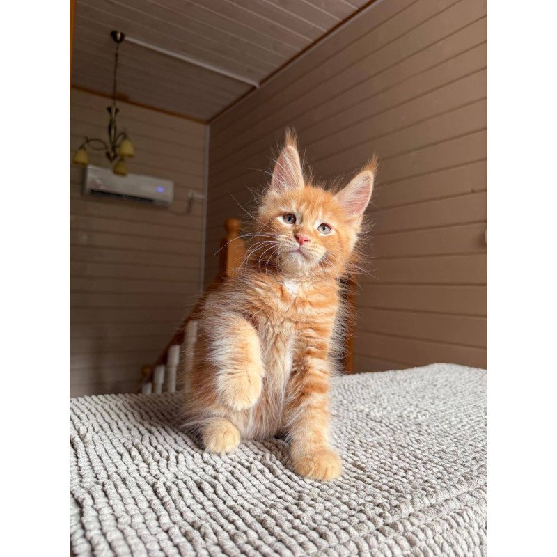 Maine Coon POLIN Alf