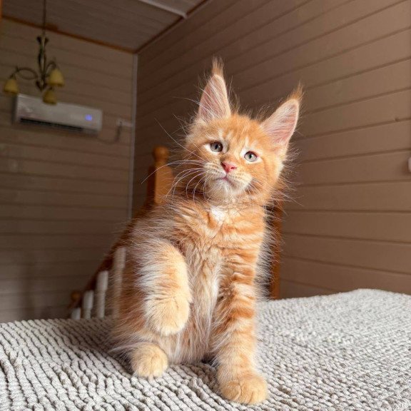 Maine Coon POLIN Alf
