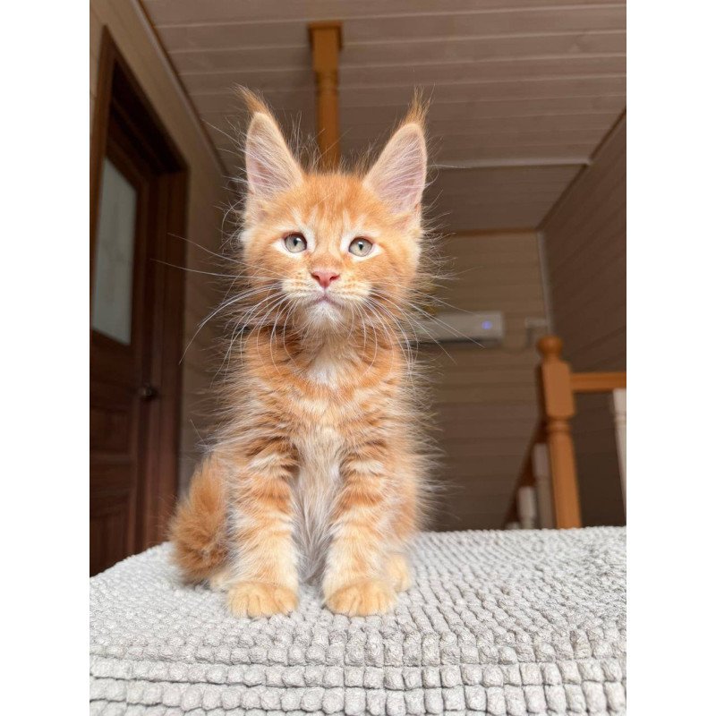 Maine Coon POLIN Alf