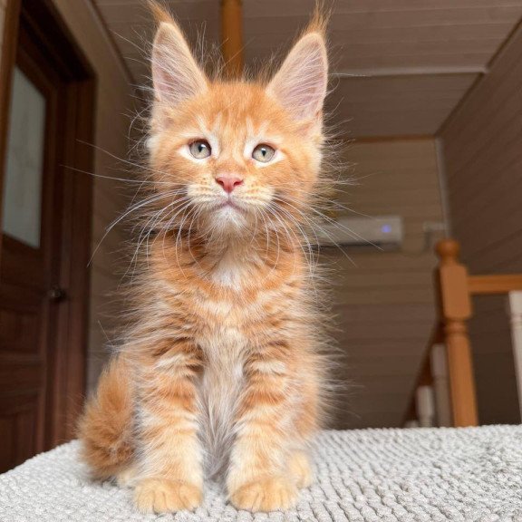 Maine Coon POLIN Alf