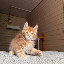 Maine Coon POLIN Amur