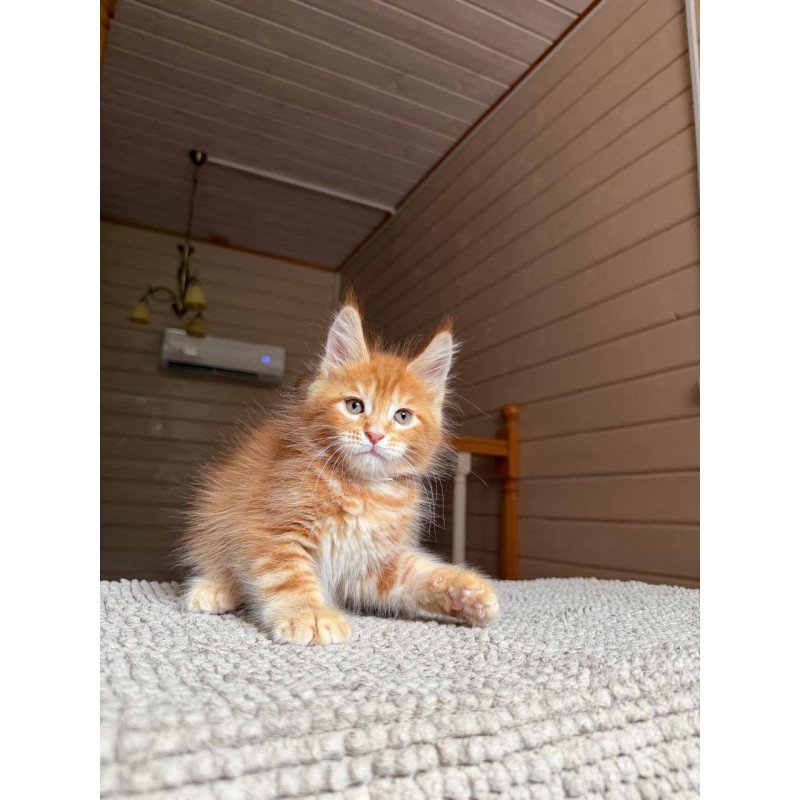 Maine Coon POLIN Amur