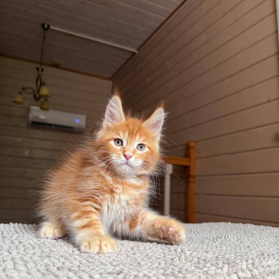 Maine Coon POLIN Amur