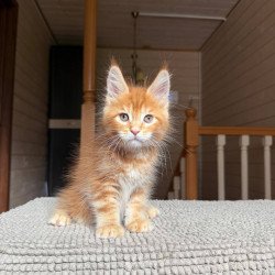 Maine Coon POLIN Amur