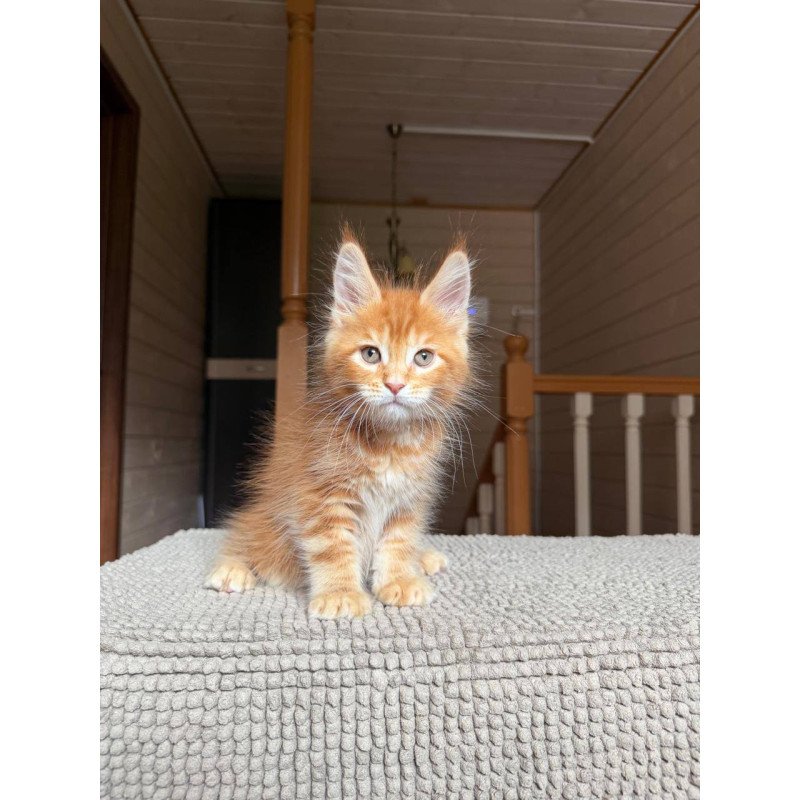 Maine Coon POLIN Amur