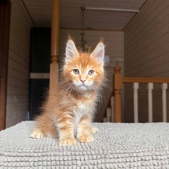 Maine Coon POLIN Amur